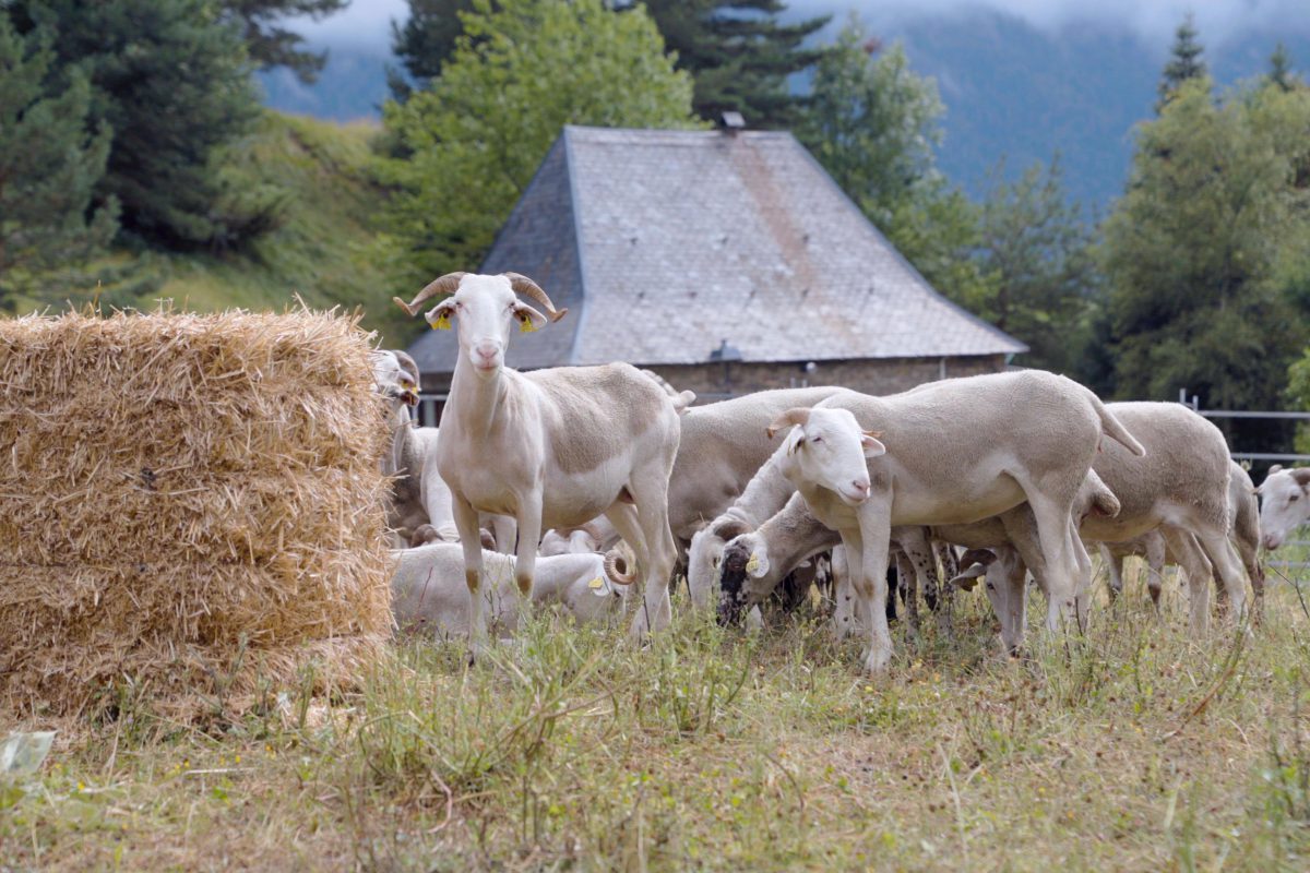 WhatsApp Image 2025-07-19 at 19.06.40